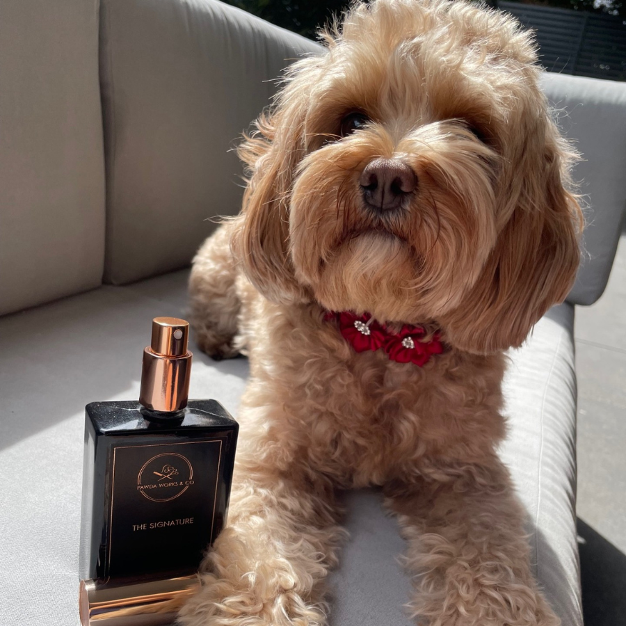 The Signature Dog Perfume 100ml
