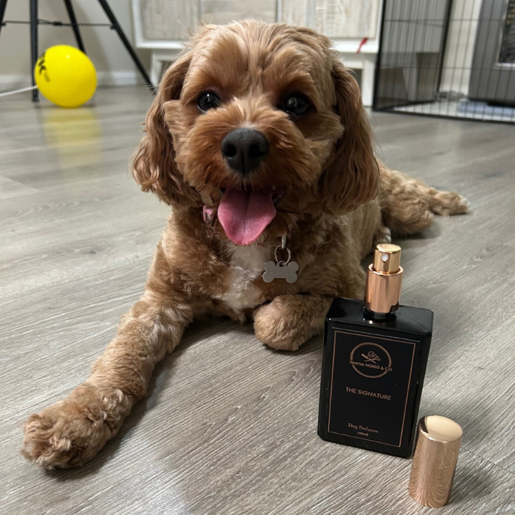 The Signature Dog Perfume 100ml
